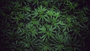 The New Cannabis Control Commission Advertising Regulations – Will They Affect Your Marketing Strategy?